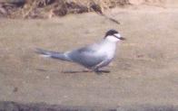 [Aleutian Tern]