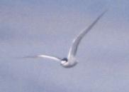 [Aleutian Tern]