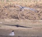 [Aleutian Tern]