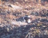 [American Golden Plover]
