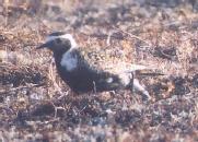 [American Golden Plover]