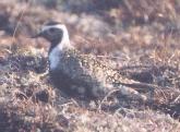 [American Golden Plover]