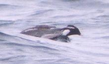 [Ancient Murrelet]