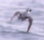 [Ancient Murrelet]
