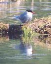 [Arctic Tern]