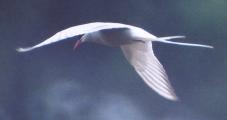 [Arctic Tern]