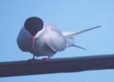 [Arctic Tern]