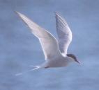 [Arctic Tern]