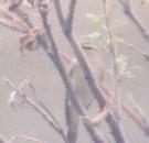 [Arctic Warbler]