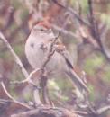 [American Tree Sparrow]