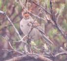 [American Tree Sparrow]