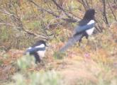 [Black-billed Magpie]