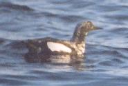 [Black Guillemot]