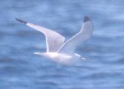 [Black-legged Kittiwake]