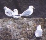 [Black-legged Kittiwake]