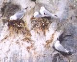 [Black-legged Kittiwake]