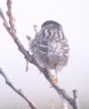[Blackpoll Warbler]