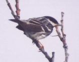 [Blackpoll Warbler]
