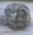 [Boreal Owl]