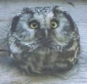 [Boreal Owl]