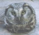 [Boreal Owl]