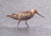 [Bar-tailed Godwit]