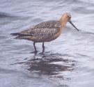 [Bar-tailed Godwit]