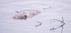 [Beaver]