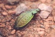 [Beetle]