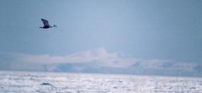 [Common Eider, Russia, pack ice]