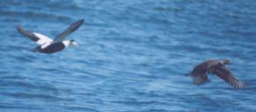 [Common Eider]