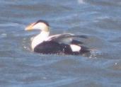 [Common Eider]