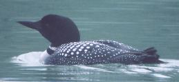 [Common Loon]