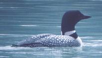 [Common Loon]