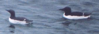 [Murres]