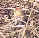 [Common Redpoll]