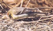 [Common Redpoll]