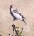 [Common Redpoll]
