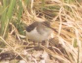 [Common Sandpiper]
