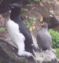 [Crested Auklet]