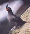 [Crested Auklet]
