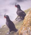 [Crested Auklet]