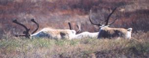[Caribou]