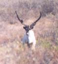 [Caribou]