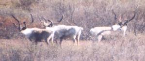 [Caribou]