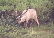 [Caribou]