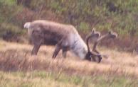[Caribou]