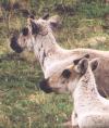 [Caribou]