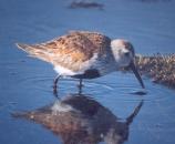 [Dunlin]
