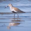 [Dunlin]